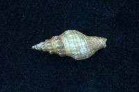 藏品(麗紋峨螺)的圖片